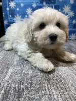 Cody, a male Maltipoo for sale in Edgar Springs, MO – Photo 2 of 2