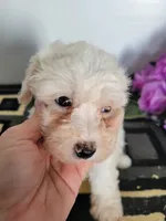 Ollie, a male Bichon Frise for sale in Edgar Springs, MO – 2 of 3