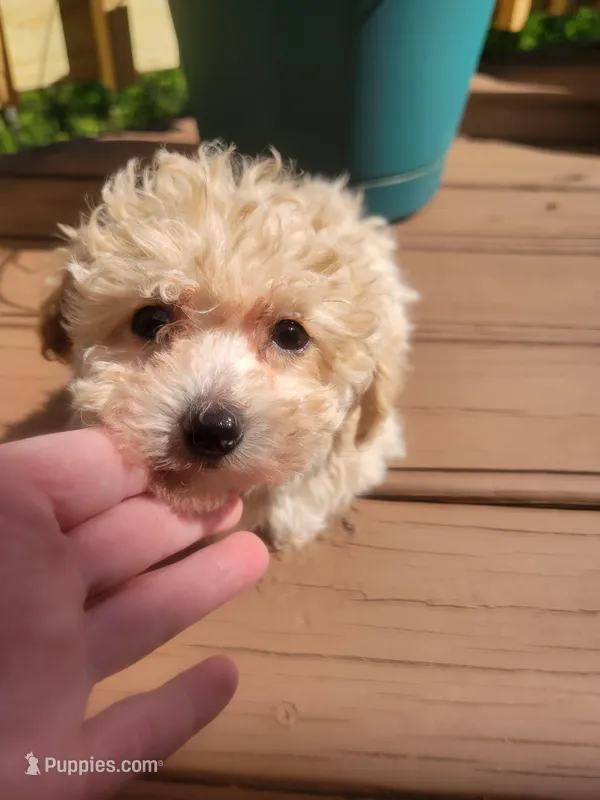 Piper  – Bichpoo puppy for sale in Edgar Springs, MO
