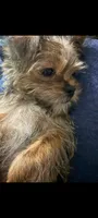 Coco, a female Yorkshire Terrier for sale in Edgar Springs, MO – 2 of 6