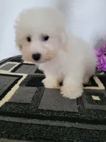 Cooper, a male Bichon Frise for sale in Edgar Springs, MO – 3 of 3