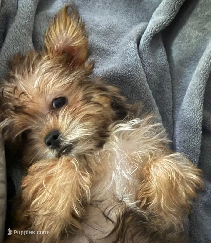 Kiya – Yorkshire Terrier puppy for sale in Edgar Springs, MO