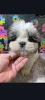 Rascal, a male Shih Tzu for sale in Edgar Springs, MO – 2 of 2