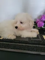 Cooper, a male Bichon Frise for sale in Edgar Springs, MO – 2 of 3