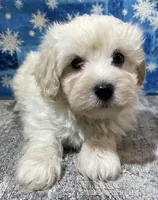 Denzel, a male Maltipoo for sale in Edgar Springs, MO – Photo 4 of 4