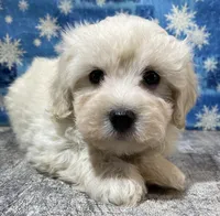 Denzel, a male Maltipoo for sale in Edgar Springs, MO – Photo 3 of 4