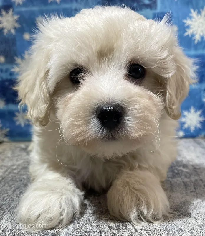 Denzel, a male Maltipoo for sale in Edgar Springs, MO – Photo 1 of 4