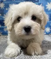 Denzel, a male Maltipoo for sale in Edgar Springs, MO – Photo 1 of 4