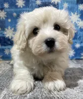 Denzel, a male Maltipoo for sale in Edgar Springs, MO – Photo 2 of 4