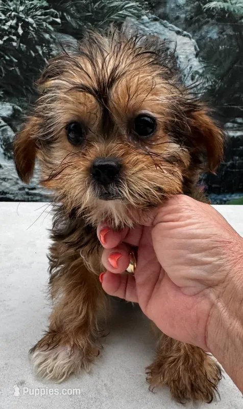 Rascal – Shorkie puppy for sale in Edgar Springs, MO
