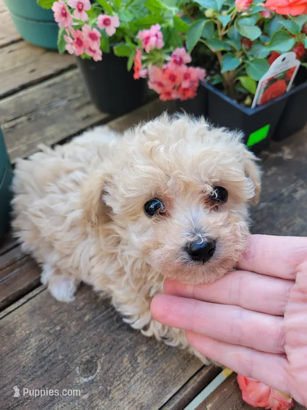 Casey – Bichpoo puppy for sale in Edgar Springs, MO
