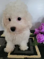 Jake, a male Bichon Frise for sale in Edgar Springs, MO – 2 of 2