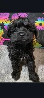 Fancy, a female Yorkipoo for sale in Edgar Springs, MO – 2 of 3