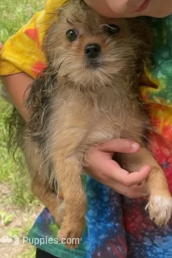 Mr Benson  – Shorkie puppy for sale in Edgar Springs, MO