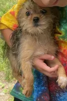 Mr Benson , a male Shorkie for sale in Edgar Springs, MO – 1 of 2