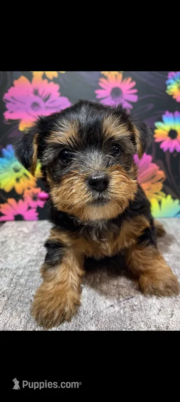  Benji  – Yorkshire Terrier puppy for sale in Edgar Springs, MO