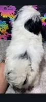 Bandit , a male Shih Tzu for sale in Edgar Springs, MO – 3 of 3