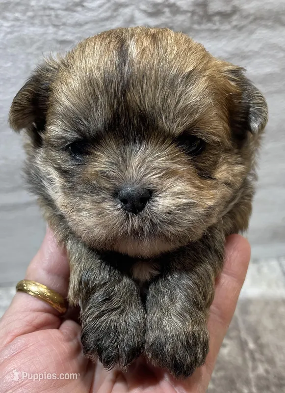 Julie, a female Shorkie for sale in Edgar Springs, MO – Photo 1 of 2