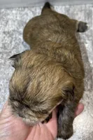 Julie, a female Shorkie for sale in Edgar Springs, MO – Photo 2 of 2