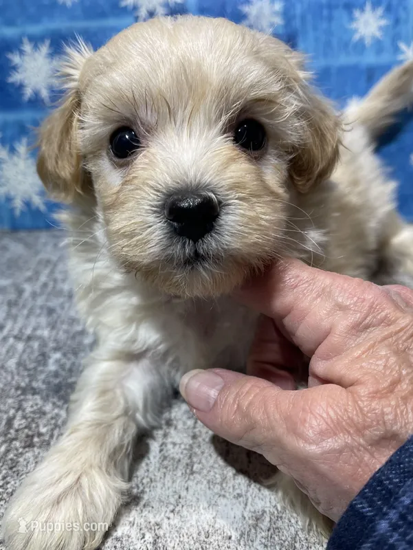Brea – Maltipoo puppy for sale in Edgar Springs, MO