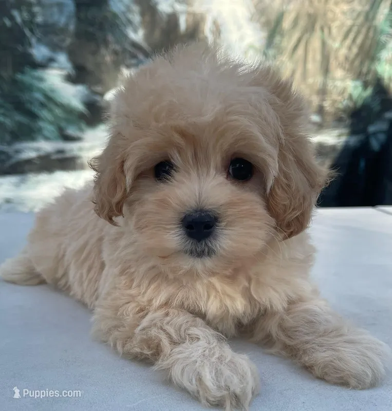 Brea – Maltipoo puppy for sale in Edgar Springs, MO
