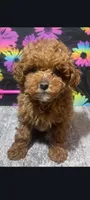 Cinnamon , a female Poodle - Toy  for sale in Edgar Springs, MO – 3 of 4