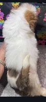 Zimara, a female Shih Tzu for sale in Edgar Springs, MO – 3 of 3