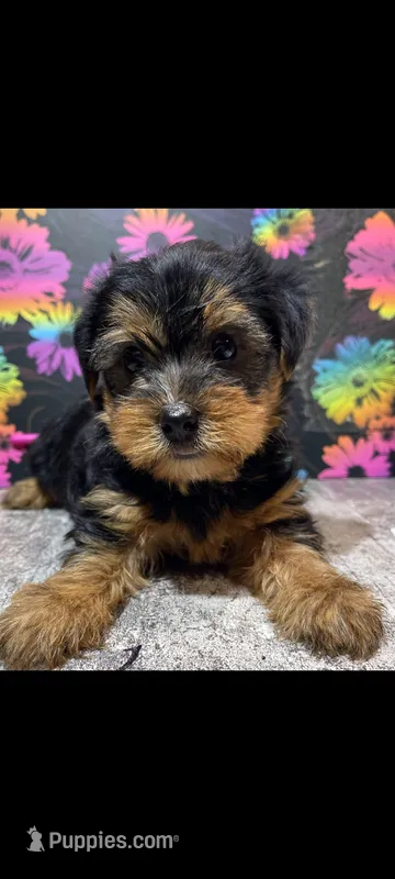 Bryson  – Yorkshire Terrier puppy for sale in Edgar Springs, MO