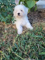 Jake, a male Bichon Frise for sale in Edgar Springs, MO – 5 of 5