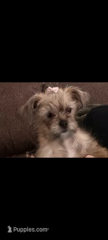 Coco – Yorkshire Terrier puppy for sale in Edgar Springs, MO
