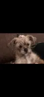 Coco, a female Yorkshire Terrier for sale in Edgar Springs, MO – 1 of 6