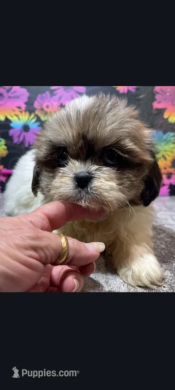 Maggie – Shih Tzu puppy for sale in Edgar Springs, MO