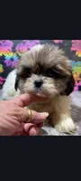 Maggie, a female Shih Tzu for sale in Edgar Springs, MO – 1 of 2