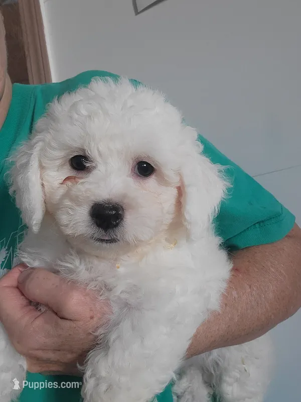 Reggie – Bichon Frise puppy for sale in Edgar Springs, MO