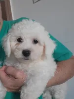 Reggie, a male Bichon Frise for sale in Edgar Springs, MO – 1 of 2