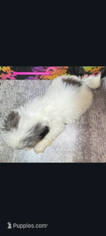 Rascal – Shih Tzu puppy for sale in Edgar Springs, MO