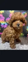 Cinnamon , a female Poodle - Toy  for sale in Edgar Springs, MO – 2 of 4