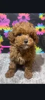 Cinnamon , a female Poodle - Toy  for sale in Edgar Springs, MO – 4 of 4