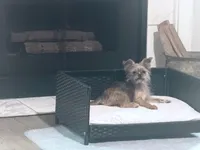 Coco, a female Yorkshire Terrier for sale in Edgar Springs, MO – 1 of 1