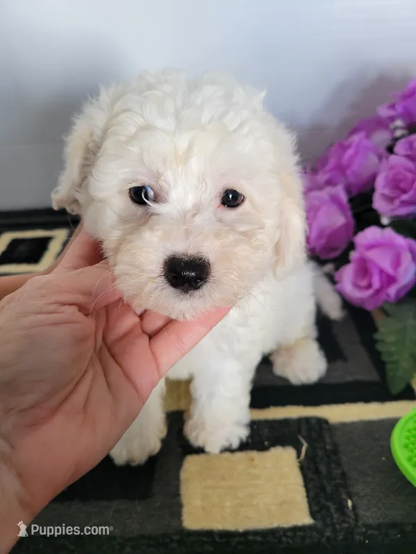 Coach – Bichon Frise puppy for sale in Edgar Springs, MO