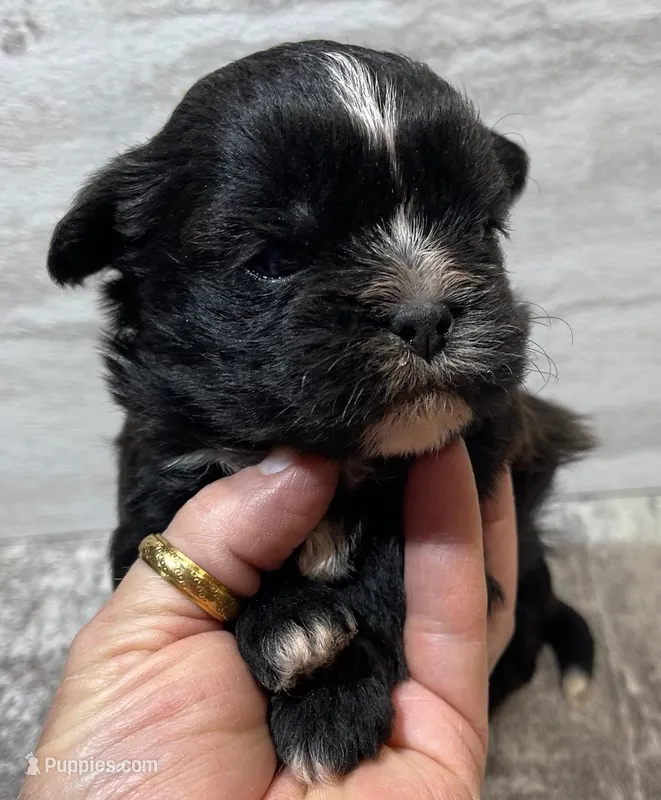 Knight, a male Shorkie for sale in Edgar Springs, MO – Photo 1 of 1