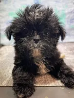 Knight, a male Shorkie for sale in Edgar Springs, MO – Photo 2 of 2