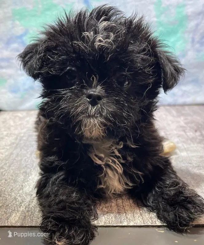 Knight – Shorkie puppy for sale in Edgar Springs, MO