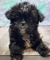 Knight, a male Shorkie for sale in Edgar Springs, MO – Photo 1 of 2