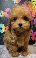 Charlotte , a female Poodle - Toy  for sale in Edgar Springs, MO – 1 of 1