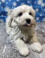 Chase, a male Maltipoo for sale in Edgar Springs, MO – Photo 2 of 2