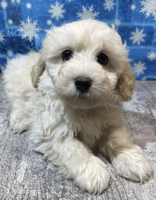 Chase, a male Maltipoo for sale in Edgar Springs, MO – Photo 1 of 2