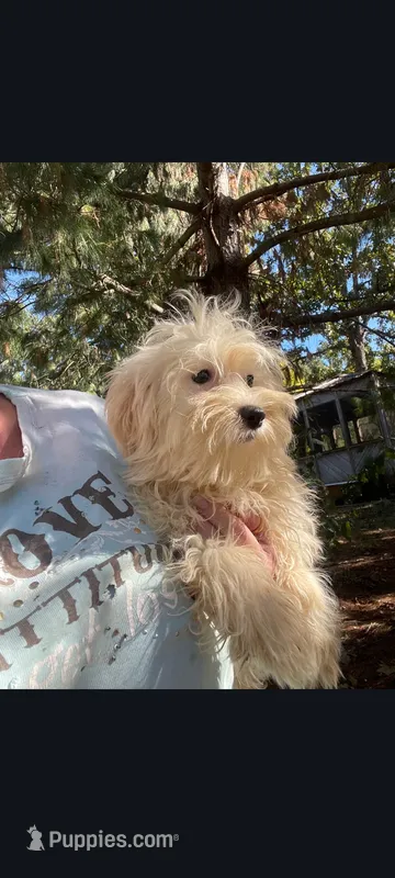 Ziggy – Maltese puppy for sale in Edgar Springs, MO