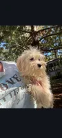 Ziggy, a male Maltese for sale in Edgar Springs, MO – 1 of 2