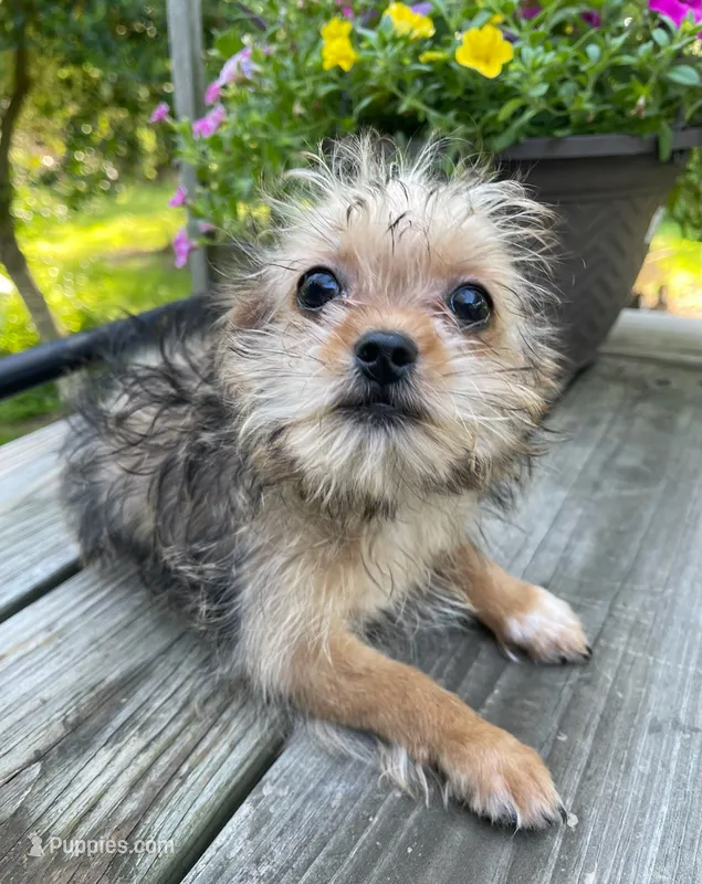 Bruiser – Shorkie puppy for sale in Edgar Springs, MO